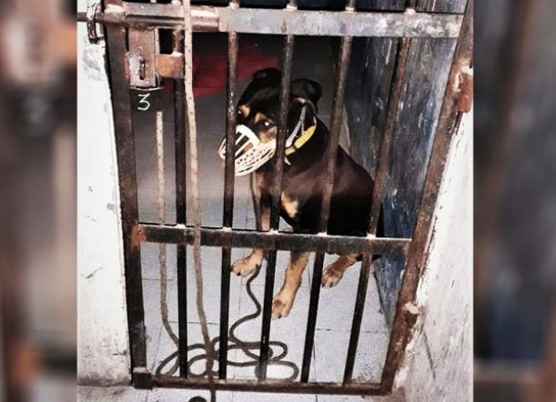 Un perro mordedor terminó “preso” en una comisaría de Cipolletti