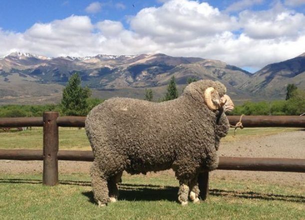 Hoy comienza la 94º Exposición Ovina en La Rural