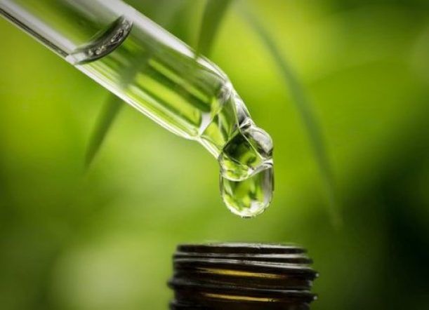 Chubut proyecta producir aceite de cannabis con fines medicinales