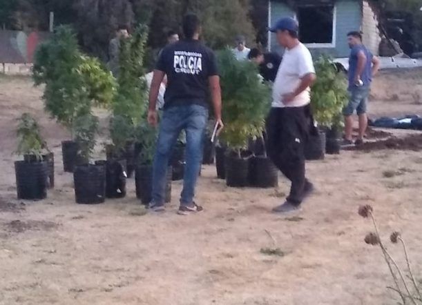 Fueron por un incendio y hallaron plantas de cannabis