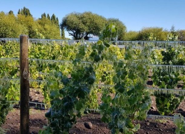 Trevelin: Transmitirán la vendimia en vivo