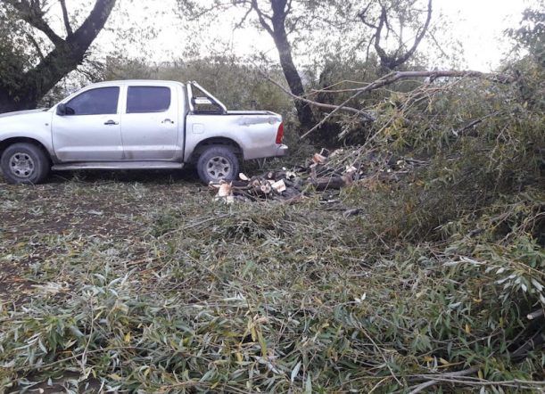 Sorprenden a un grupo talando leña en una chacra privada