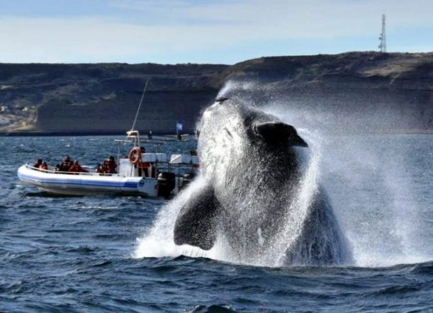 Elaboran protocolos para la actividad turística en Madryn