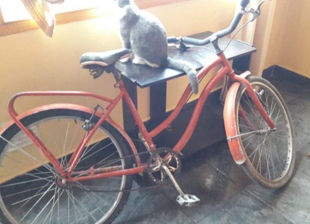 En un allanamiento, recuperan una bicicleta robada