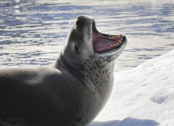 Apareció una foca leopardo en Rada Tilly, aconsejan no acercarse