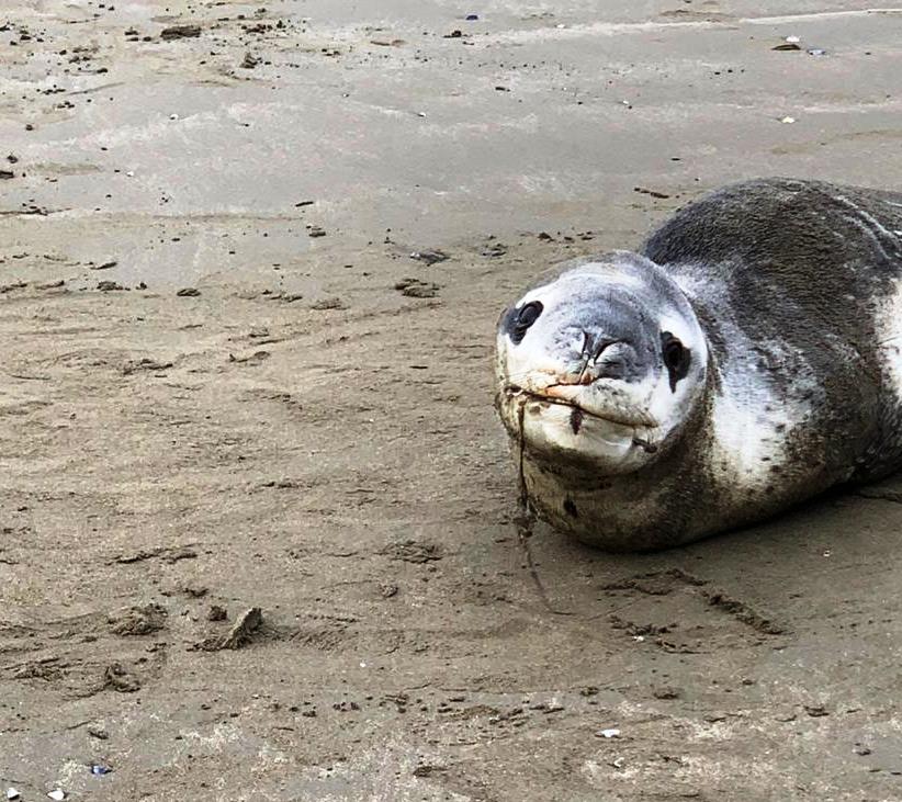 Apareció una foca leopardo en Rada Tilly, aconsejan no acercarse