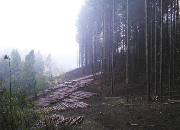 Bosques licita lotes de madera de forestaciones provinciales