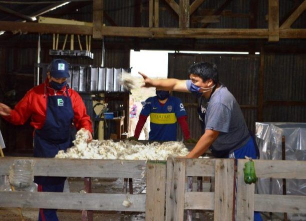 Cómo será la esquila con los protocolos COVID 19