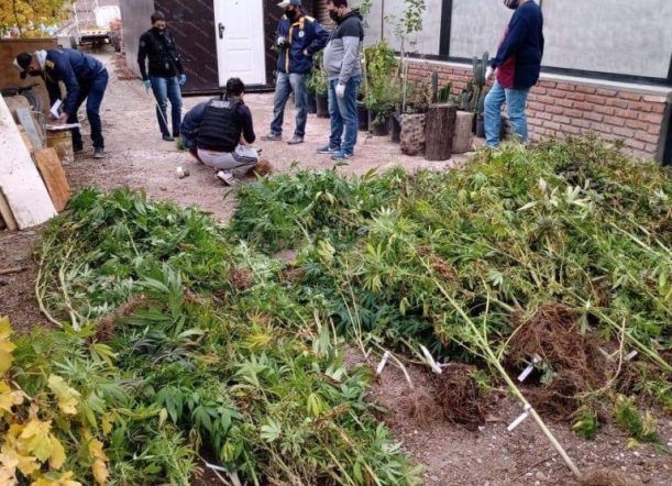 Marihuana: Ex esposa e hijo de un sindicalista procesados