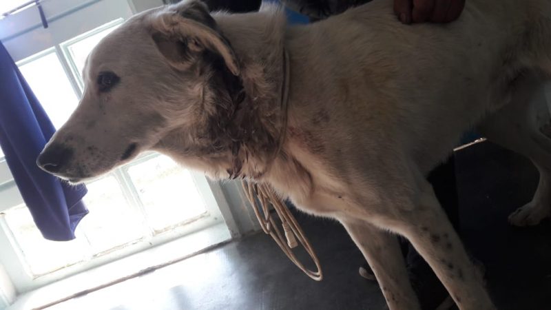 Su hermano lo denunció por apuñalar al perro