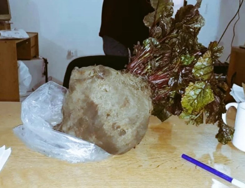 El Hoyo: Cosecharon una remolacha gigante