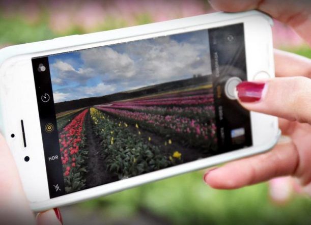 Transmitirán cómo abre el primer tulipán de la temporada