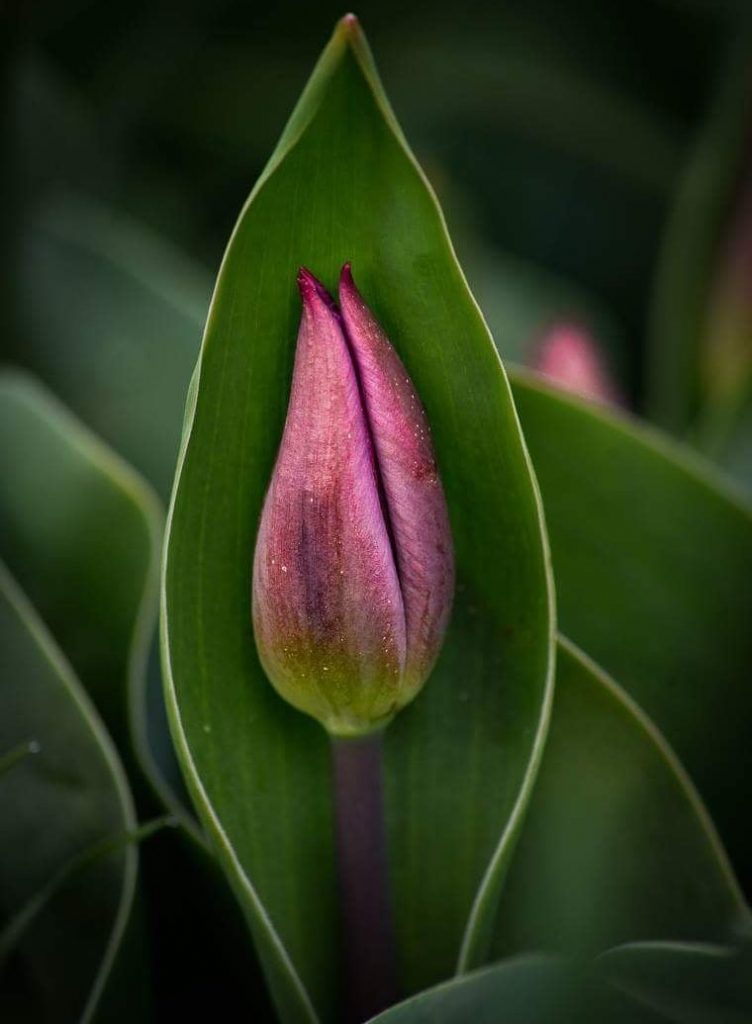 Transmitirán cómo abre el primer tulipán de la temporada