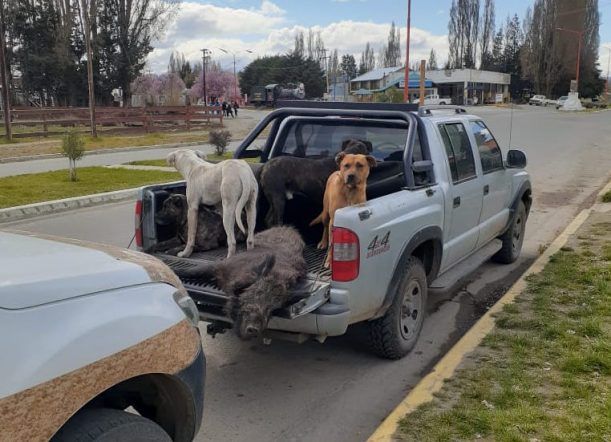 Caza furtiva: Se iba con un jabalí y lo descubrieron