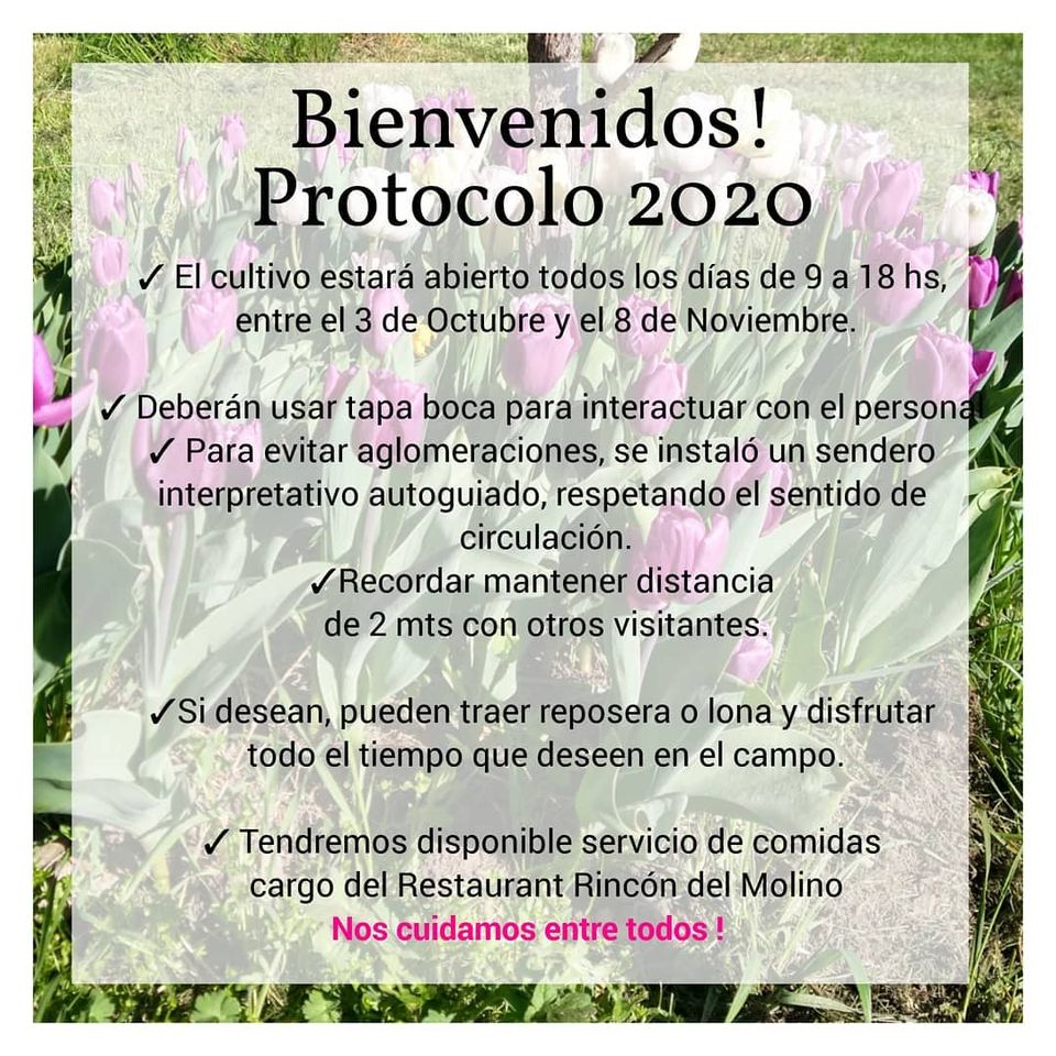 ¡Llegó el día! Empieza la temporada de tulipanes en Trevelin