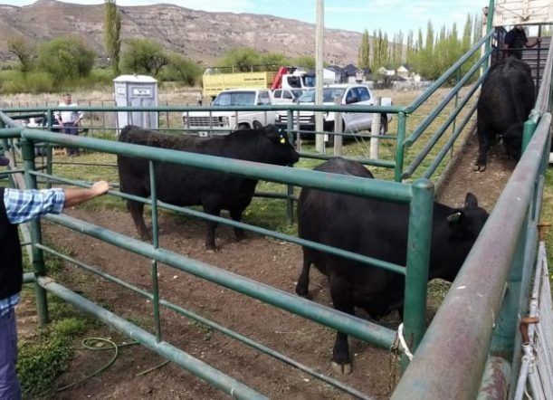 Comenzó la Expo Bovina Esquel, vía streaming