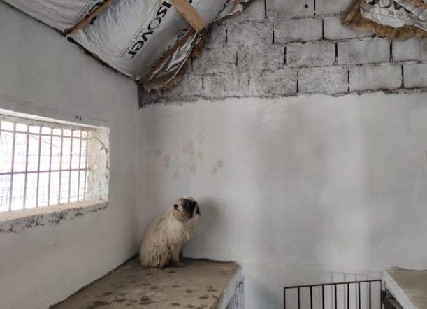 Perros sueltos o abandonados: ¿Quién se hace cargo?