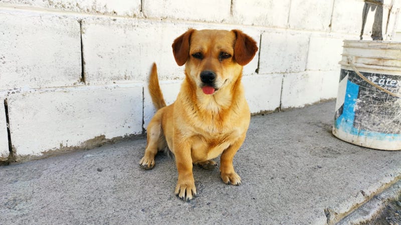 Perros sueltos o abandonados: ¿Quién se hace cargo?
