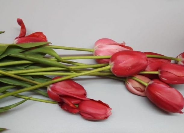 Cortaba tulipanes en la plazoleta, le dijeron que no podía y quiso pelear