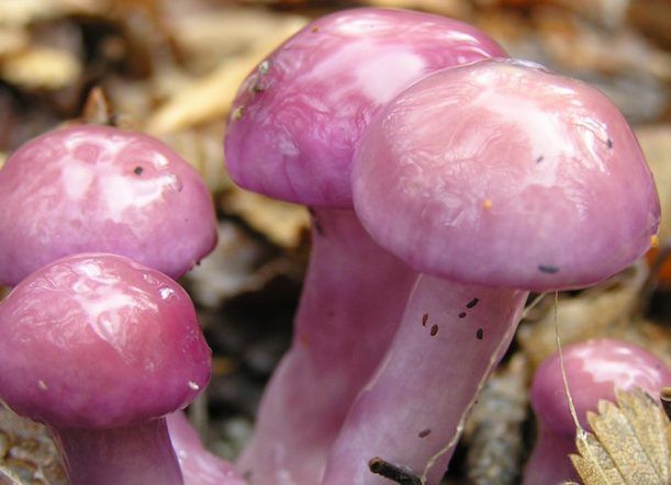 Esquel: Lanzan la primera App que identifica hongos comestibles