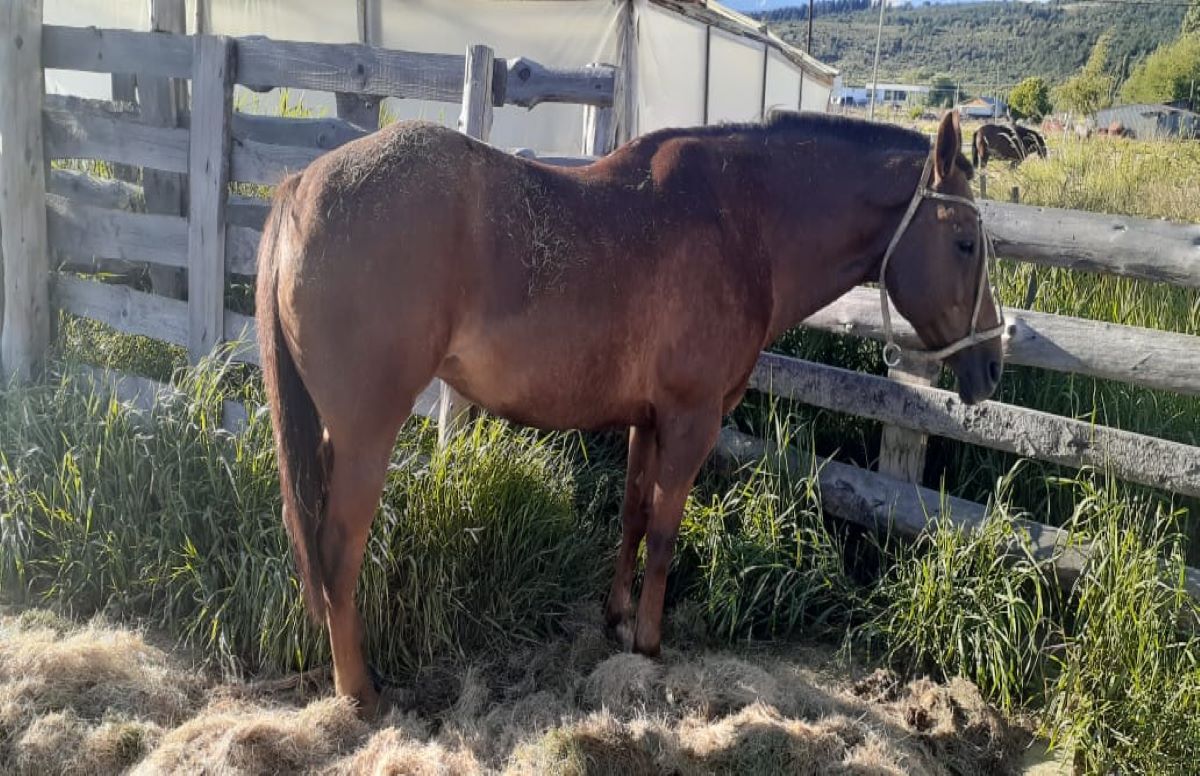 Una yegua fue atropellada cerca de Cholila