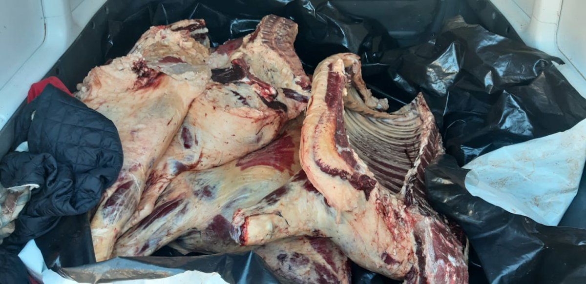 Trevelin: Llevaban en una camioneta un animal faenado