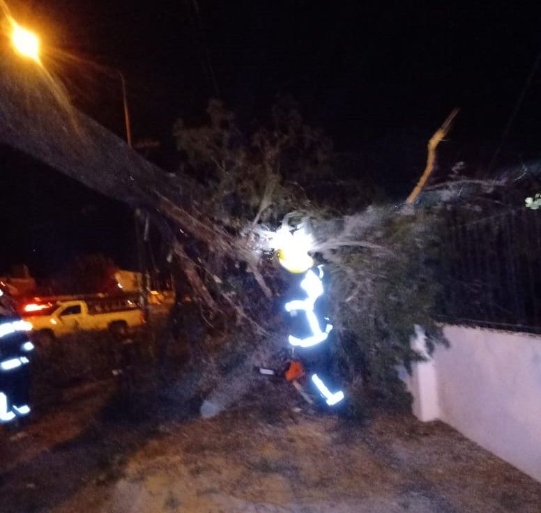 Bomberos trabajó para cortar un árbol frente a una casa en la madrugada