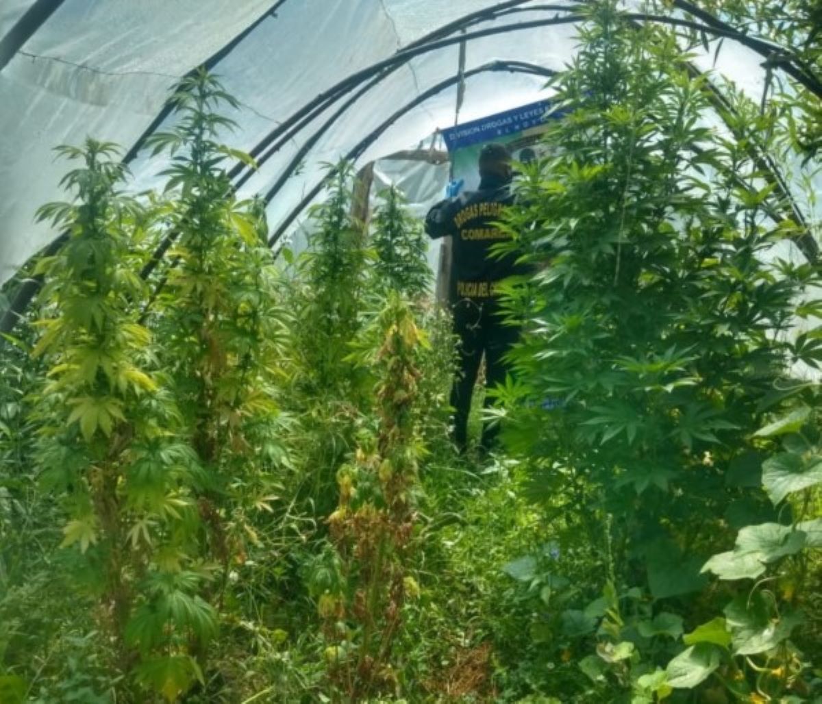 Encontraron un "bosque de marihuana" en un predio de Lago Puelo (Diario Jornada)