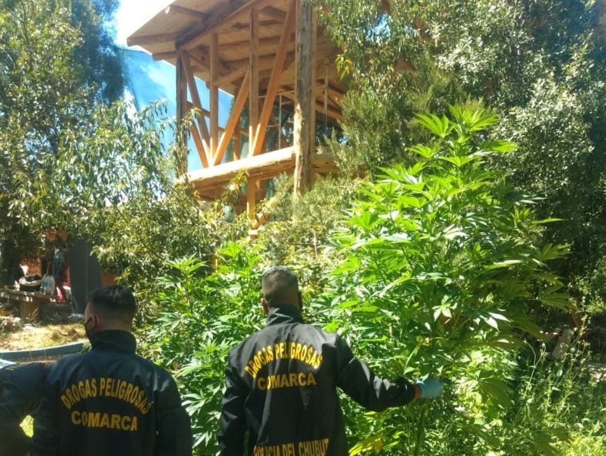 Encontraron un "bosque de marihuana" en un predio de Lago Puelo (Diario Jornada)