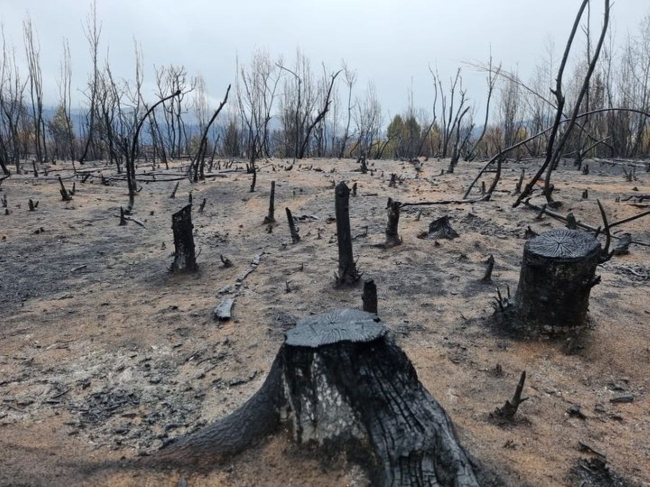 Federación de Bomberos declaró extinguido el incendio en El Hoyo (FM Paraíso 42 (Facebook))