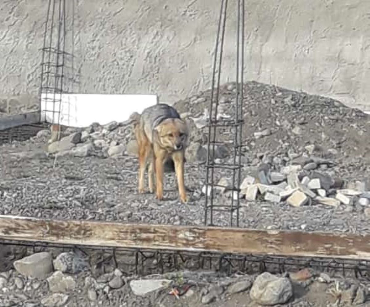 Apareció un zorro en el barrio Chanico Navarro