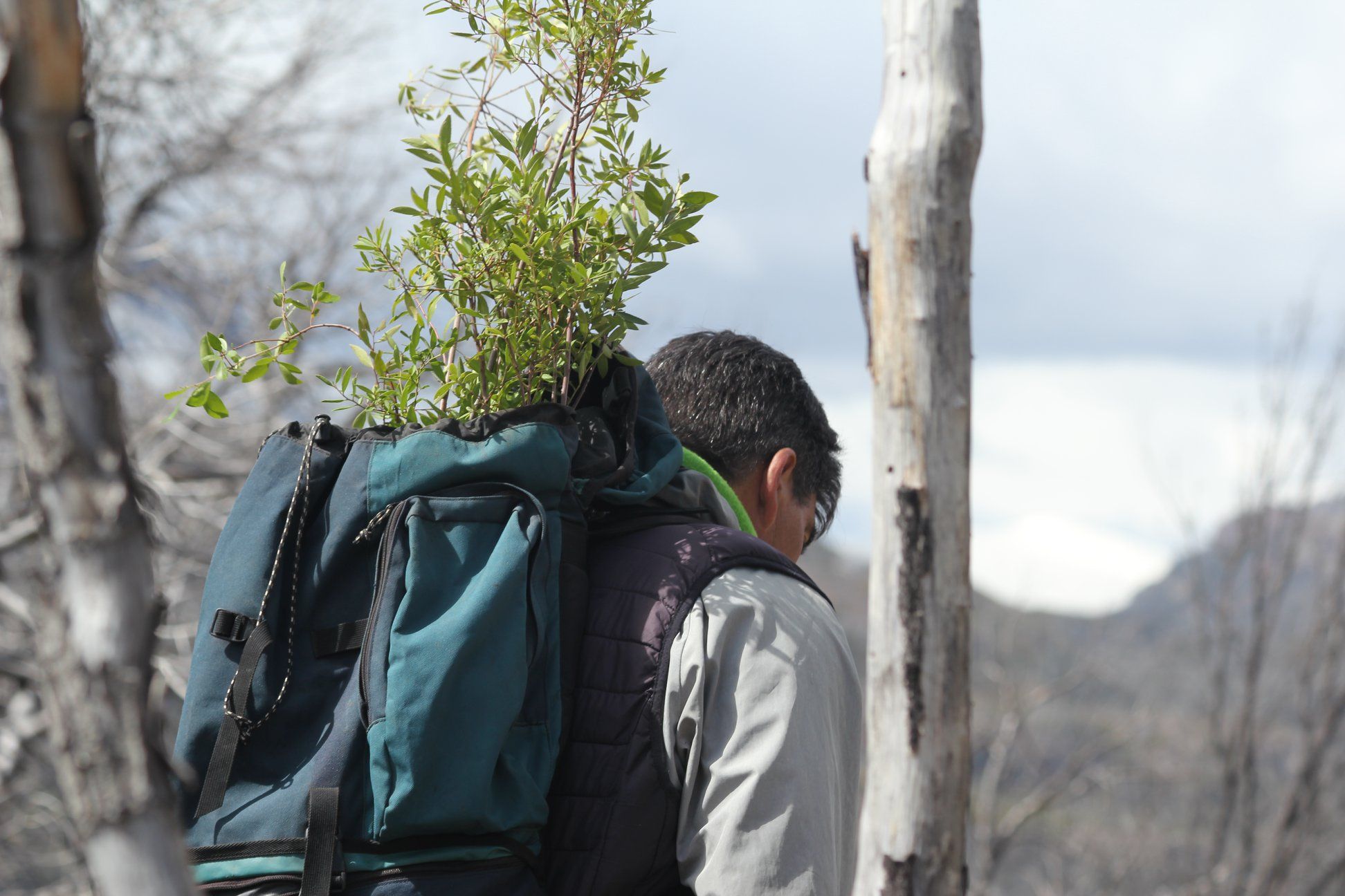 La constancia para recuperar el bosque: el trabajo de la Escuela de Villa Futalaufquen