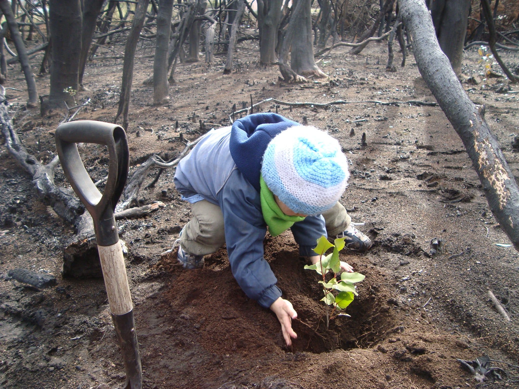 La constancia para recuperar el bosque: el trabajo de la Escuela de Villa Futalaufquen