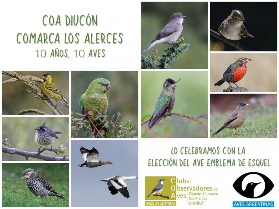 Esquel: Proponen elegir el ave representativa de la ciudad