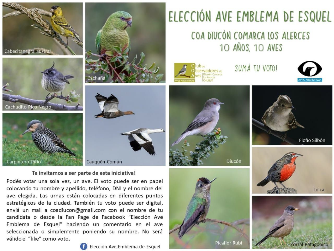 COA Diucón propone elegir el ave emblema de Esquel y EQSnotas te cuenta las propuestas