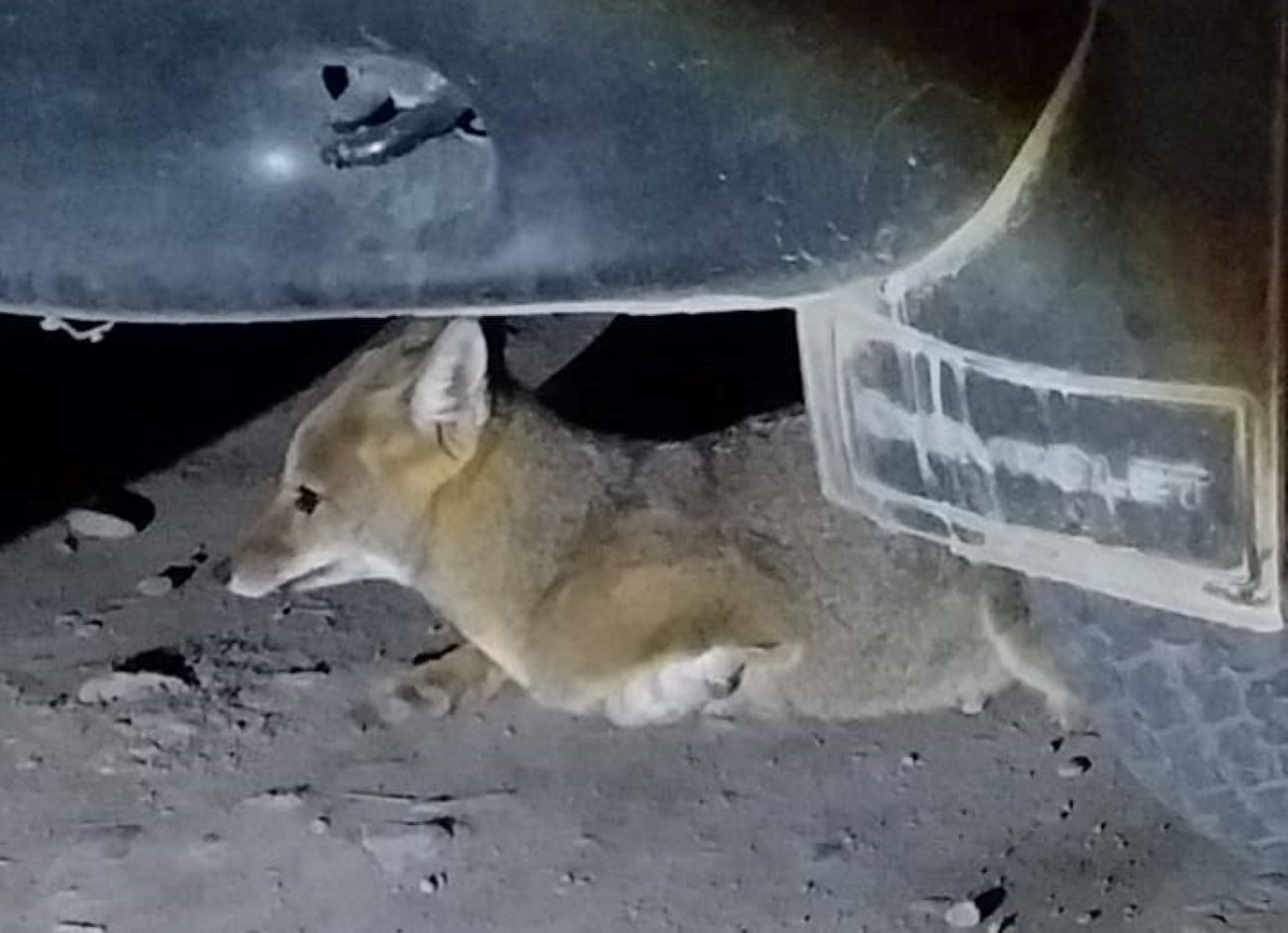 Encontraron zorro herido en la zona urbana de Esquel (Policía del Chubut)
