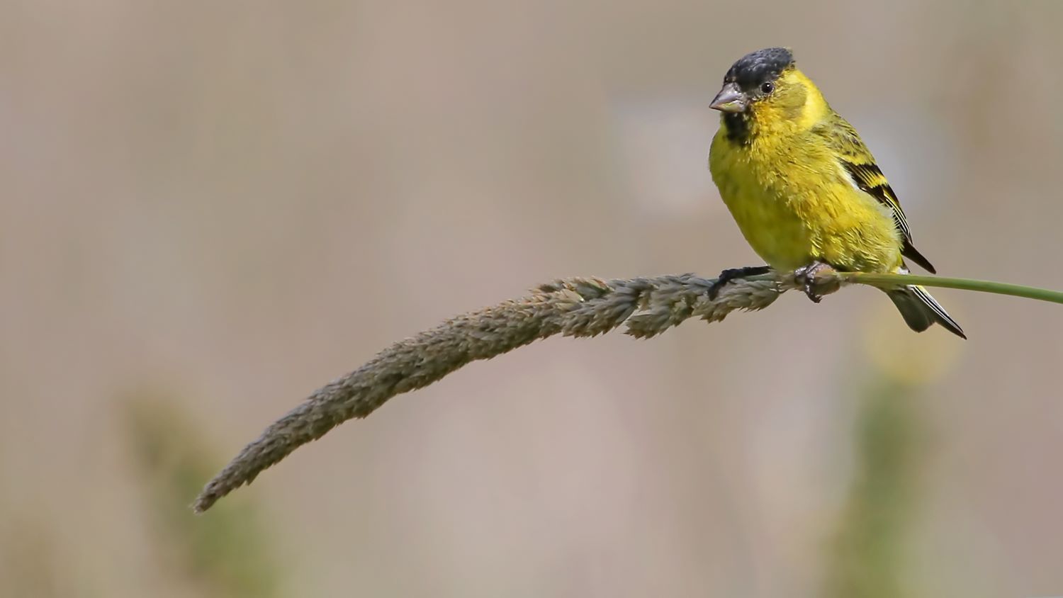 Ave emblema de Esquel: COA DIUCON te presente Cabecitanegra