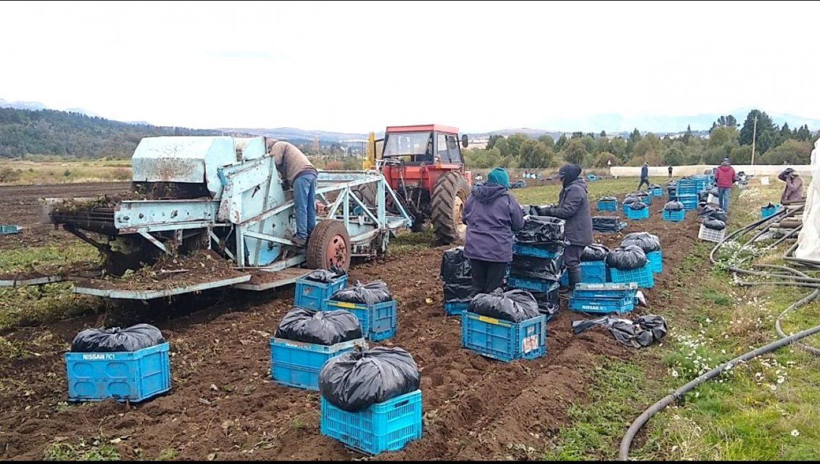 Frutillas: Potencian la producción local para sumar más mano de obra y valor agregado