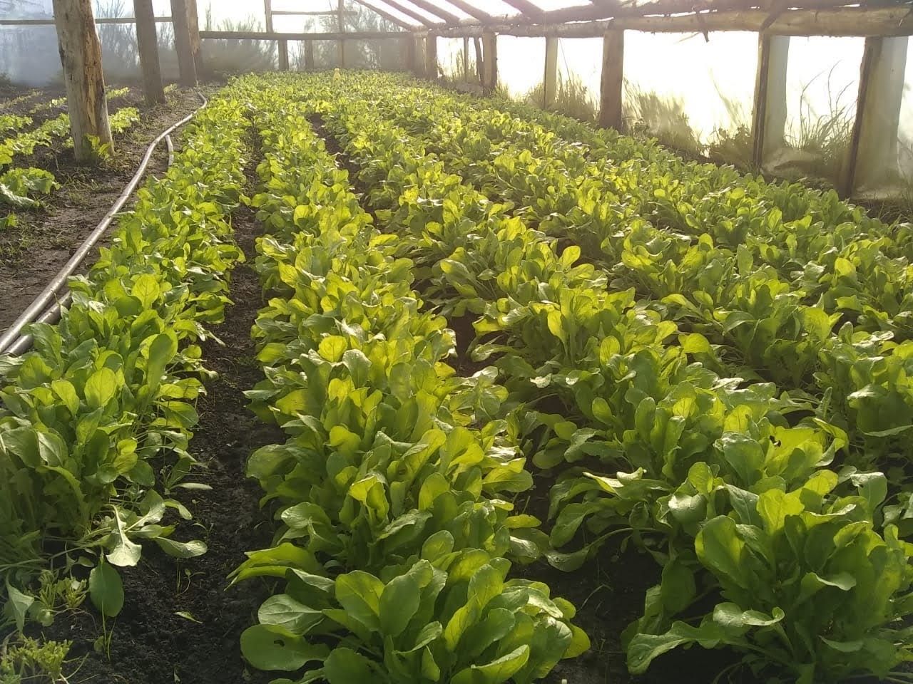 Alimentación: la producción agroecológica crece en la zona con calidad y precio justo