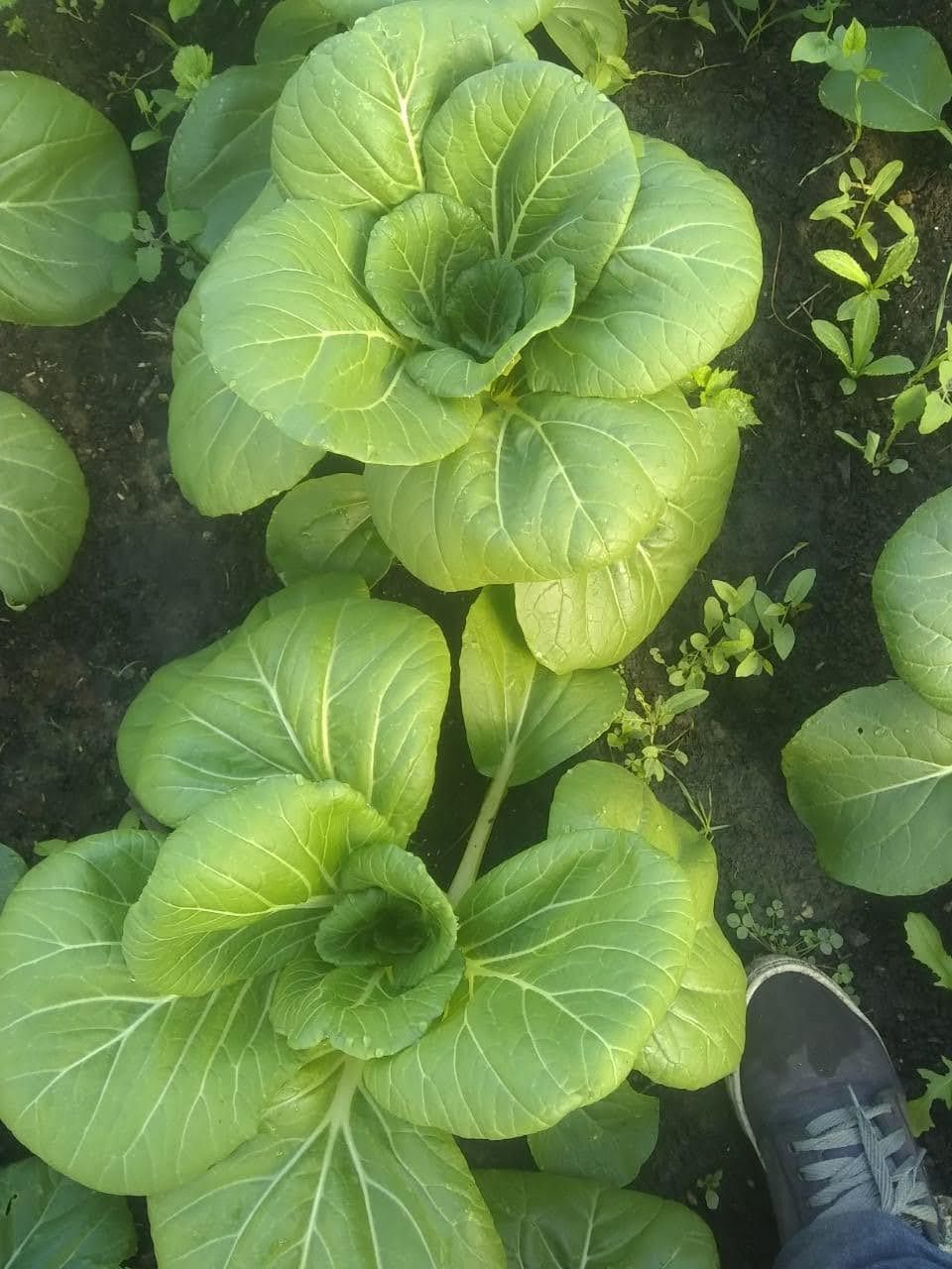 Alimentación consciente con producción local