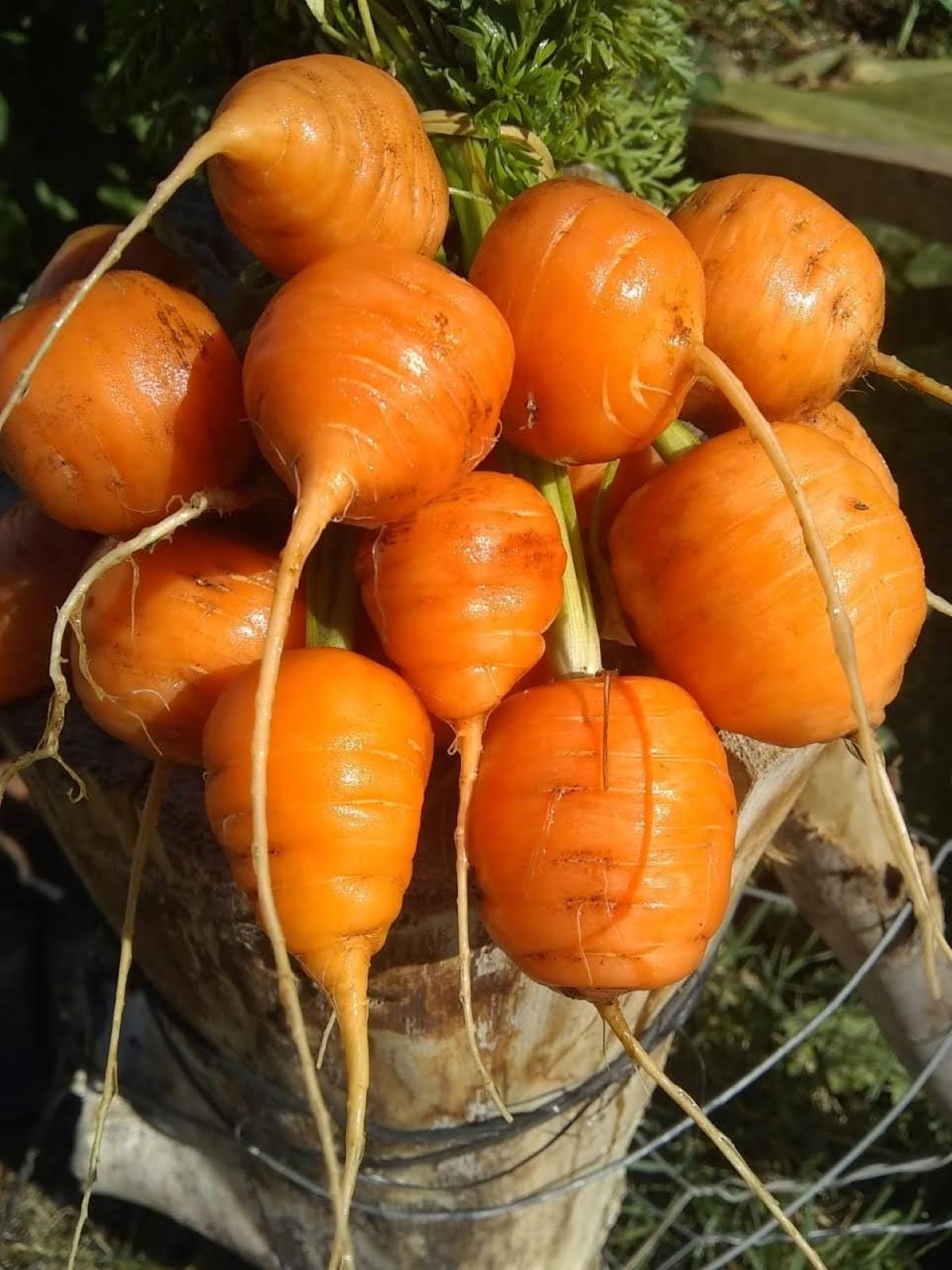 Alimentación consciente con producción local
