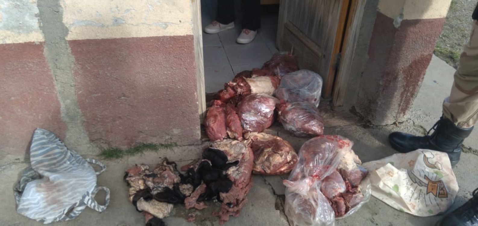 El Maitén: Robaron un caballo, lo faenaron y llevaron la carne a su casa (Policía del Chubut)