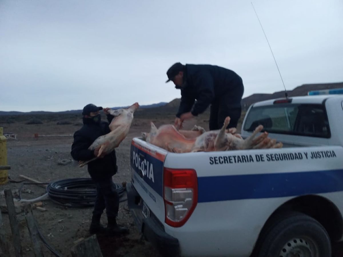 Habían robado 300 animales y los sorprendieron en plena faena