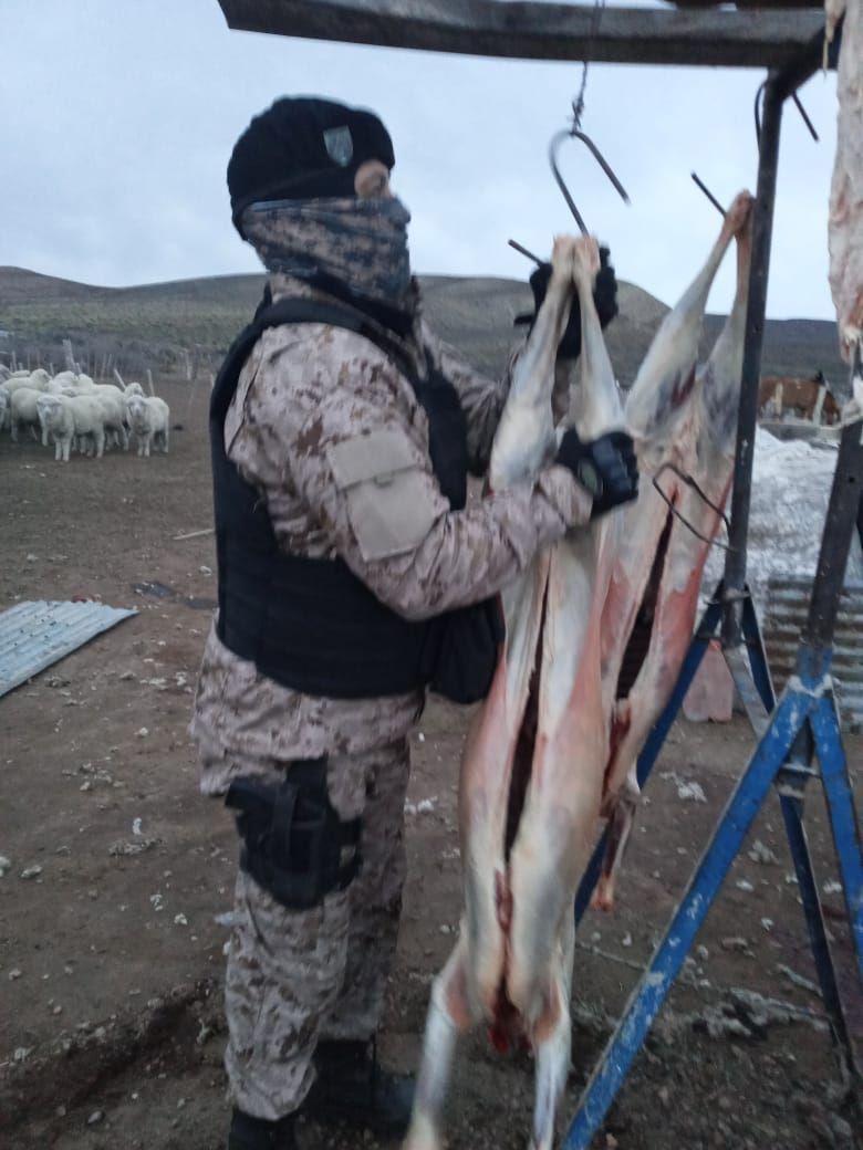 Habían robado 300 animales y los sorprendieron en plena faena