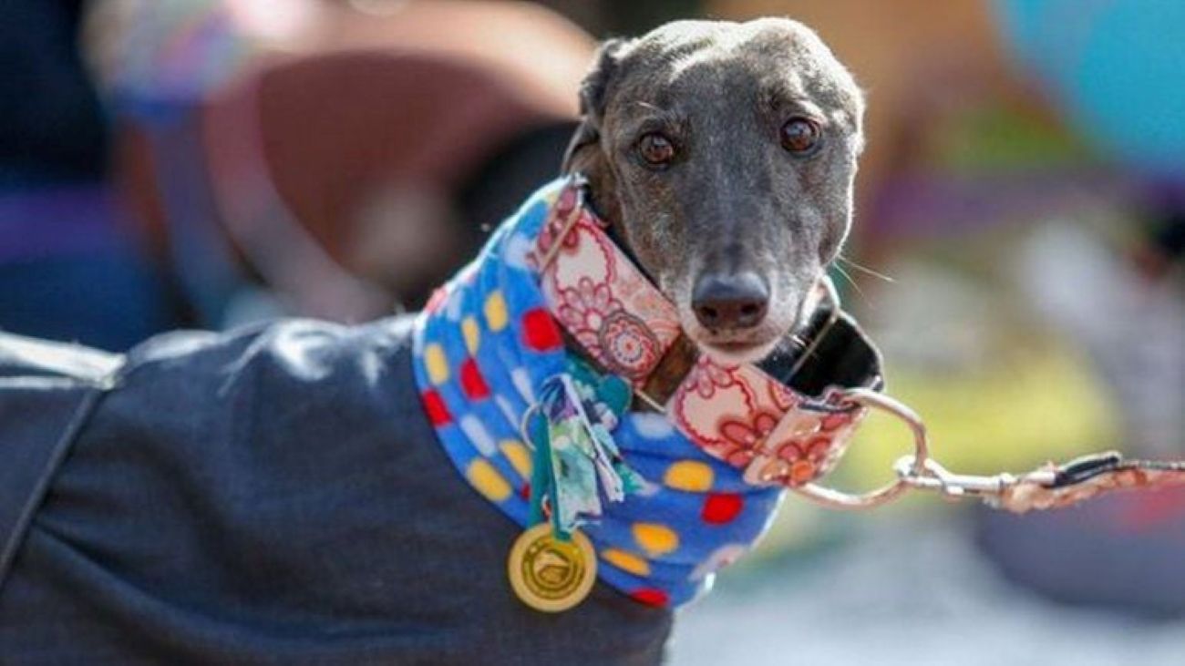 Madryn: Buscan hogar para galgos rescatados de carreras ilegales (Fiscalía Madryn)