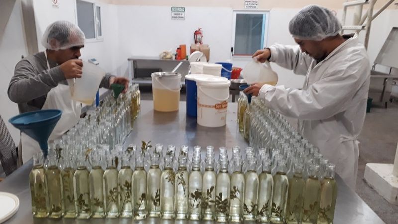 Caña con ruda este primero de agosto, y ¡salud!