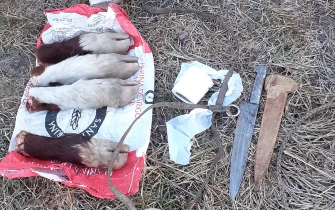 Río Pico: huyeron de un control policial luego de robar y faenar un animal (Policía del Chubut)