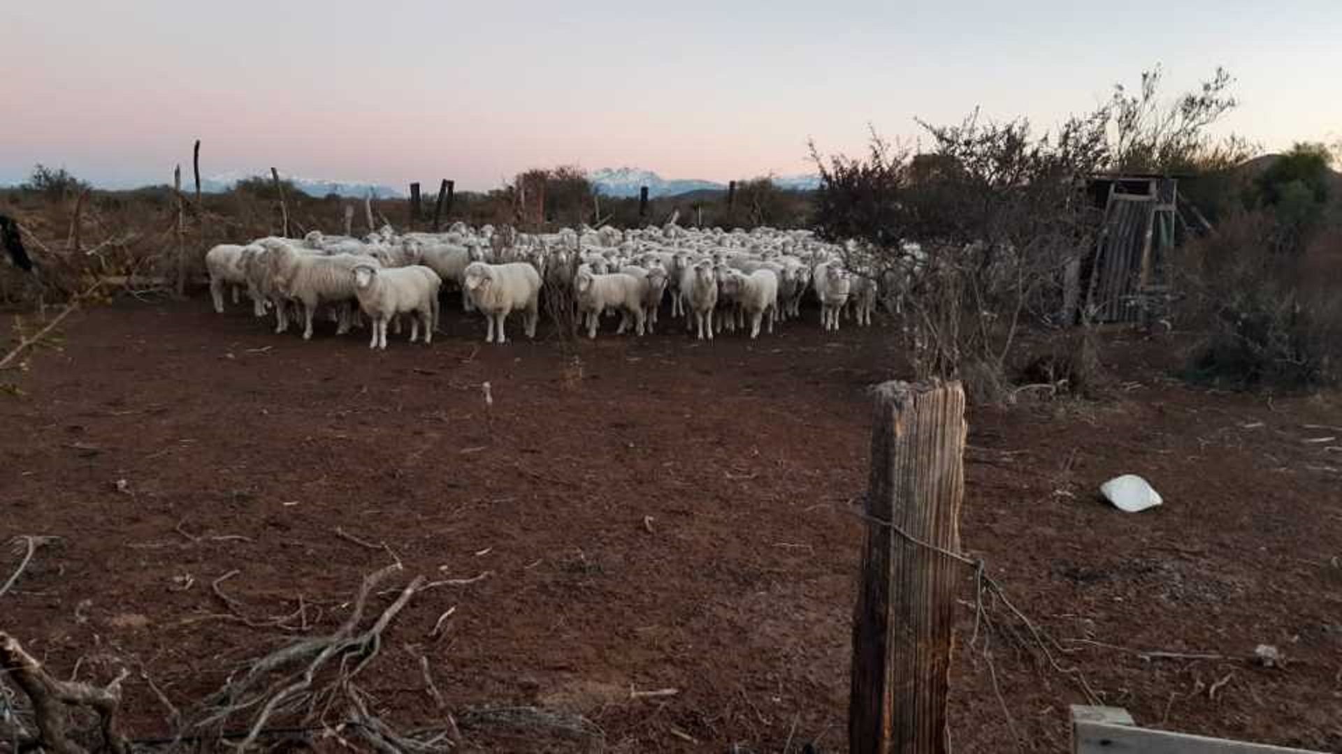 Recuperan animales robados en Leleque