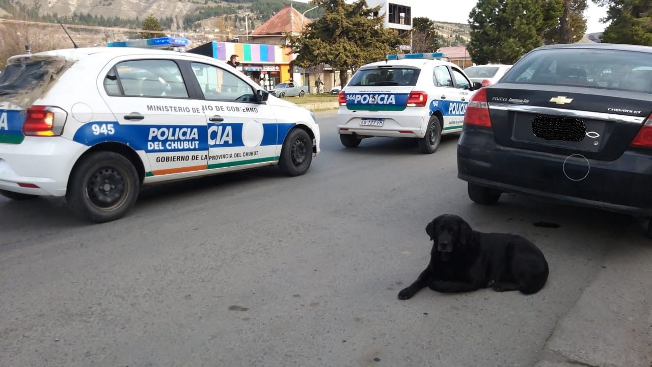 Una mujer se distrajo con un perro y chocó