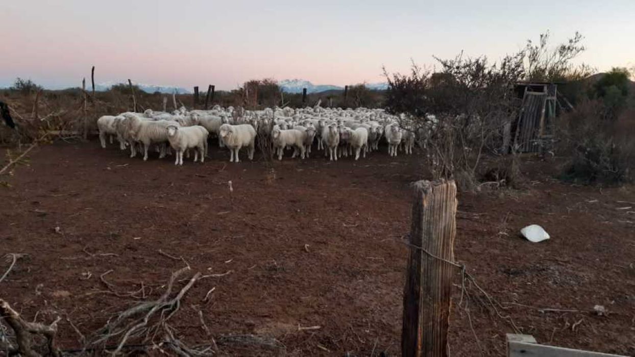 Leleque: Los animales vivos secuestrados no son los robados